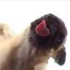 Licking Dog Pro
